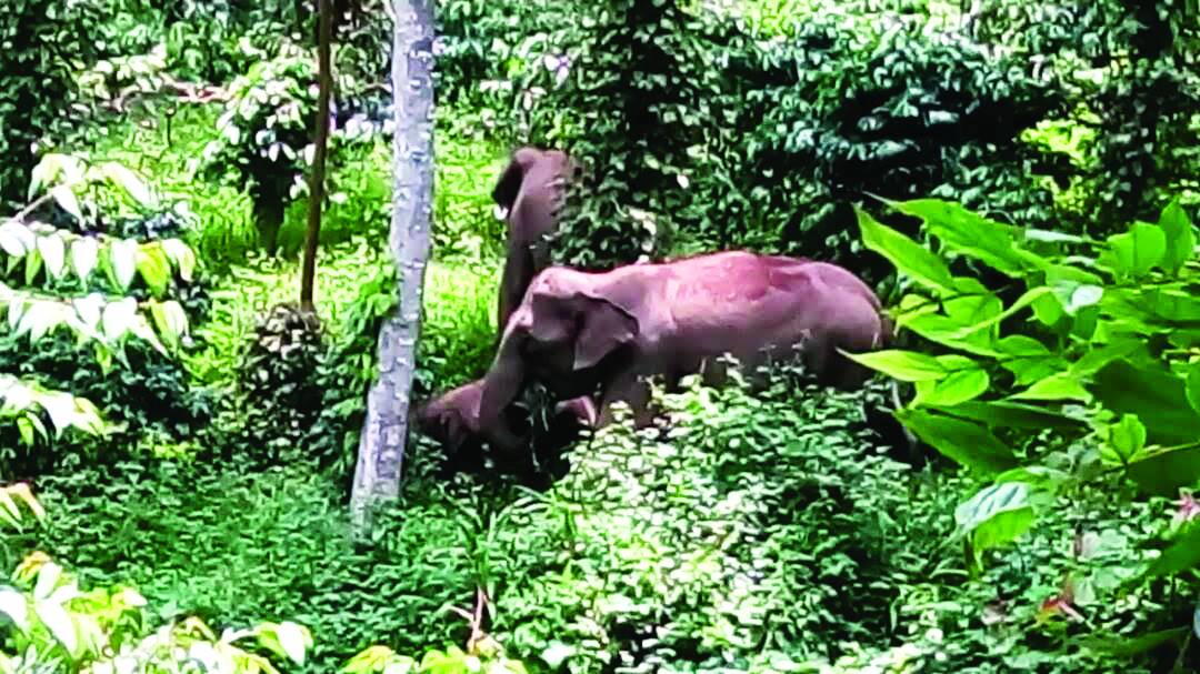 ​ಆನೆ ಗಣತಿ ಆರಂಭ: ಕಾಫಿ ತೋಟಗಳೇ ಕಾಡಾನೆಗಳ ನೆಲೆಬೀಡು